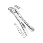 Upper Centrals and Canines