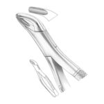Upper and Lower Third Molars