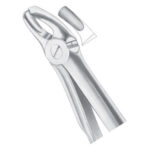 Upper Molars
