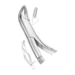 Incisors