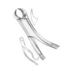 Lower Molars