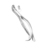 Upper Molars Right